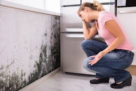 Best Air Quality Testing for Mold Spores in USA